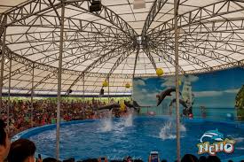 Phuket-Dolphins-Sea-Lion-Shows
